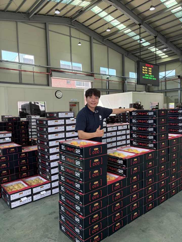 복숭아 상품 박스를 확인하는 맛KET 직원